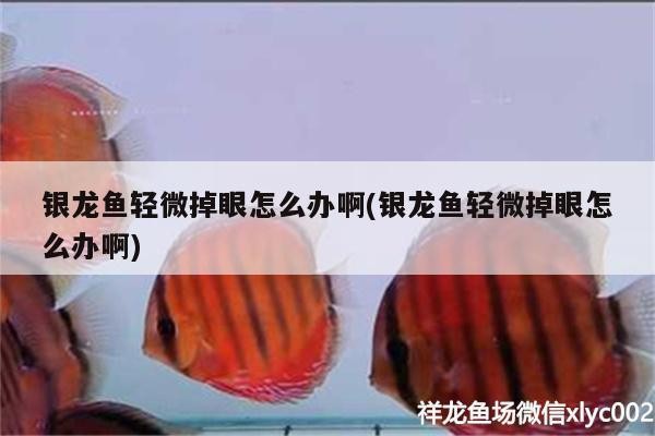 銀龍魚輕微掉眼怎么辦啊(銀龍魚輕微掉眼怎么辦啊) 銀龍魚輕微掉眼怎么辦啊(銀龍魚輕微掉眼怎么辦啊) 銀龍魚百科