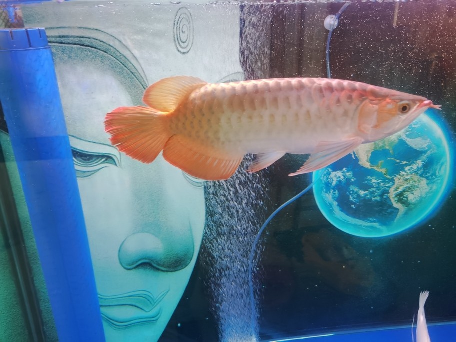 有濰坊收紅龍魚的嗎？