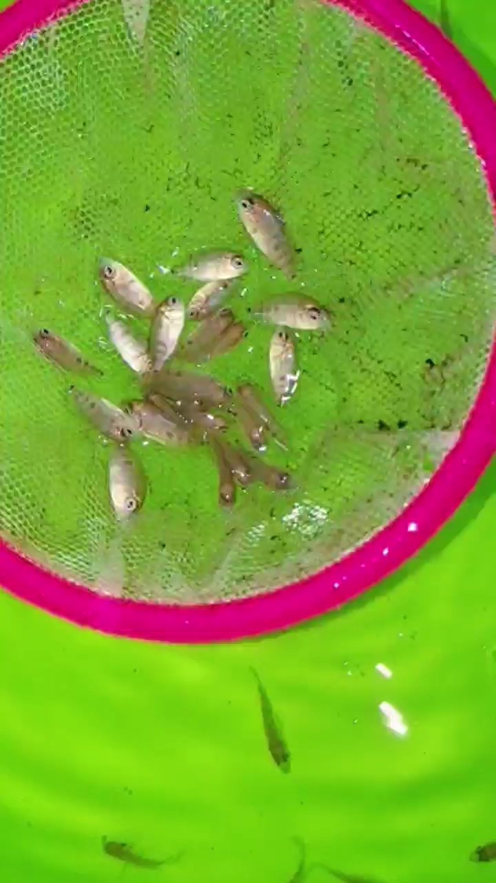 魚缸用增氧泵價格是多少:魚缸增氧機-xtrac增氧機-xtrac增氧機 泰馬苗子 龍魚論壇 泰馬苗子 泰馬苗子 龍魚論壇