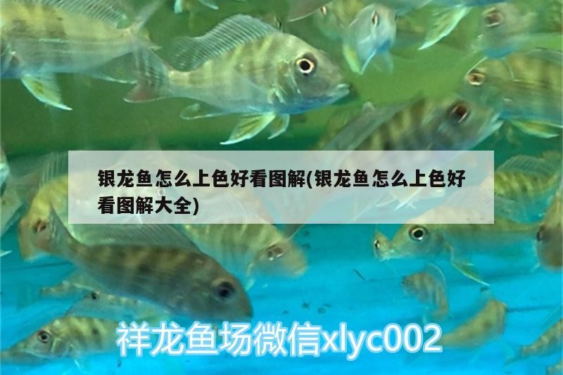 銀龍魚怎么上色好看圖解(銀龍魚怎么上色好看圖解大全)