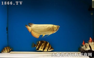 印尼虎視頻：關于印尼虎的一些信息 印尼虎視頻：關于印尼虎的一些信息 虎魚百科 第3張