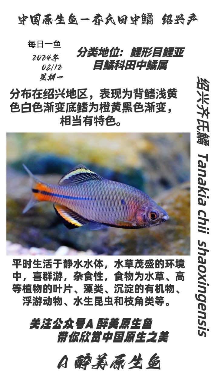 紹興齊氏鱊