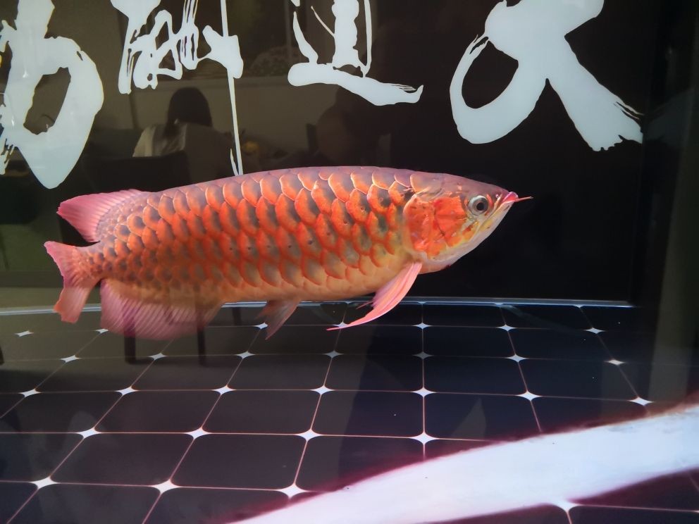 1.5米魚缸簡單造景圖片及價格：1.5米魚缸簡單造景價格