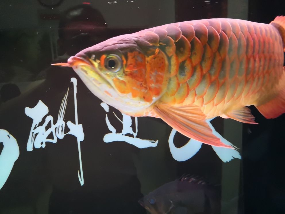 1.5米魚缸簡單造景圖片及價格：1.5米魚缸簡單造景價格