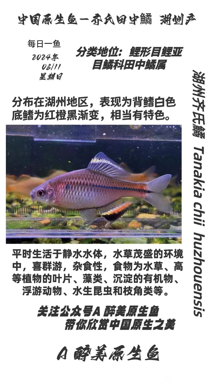 湖州齊氏鱊 湖州齊氏鱊 龍魚論壇