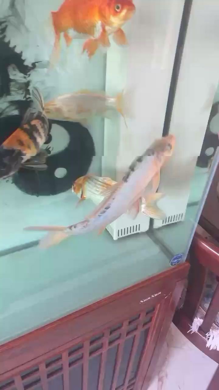 潼關縣海洋漁具店 潼關縣海洋漁具店 全國水族館企業名錄 第2張