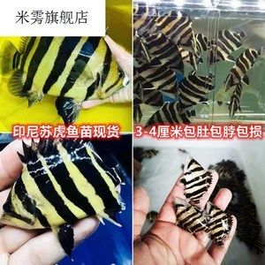 印尼虎魚吃顆粒嗎：印尼虎魚對于顆粒飼料的攝取情況并不一致,印尼虎魚吃顆粒嗎