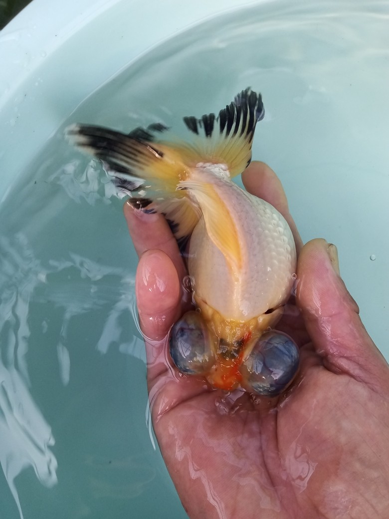 金魚小店 金魚小店 龍魚論壇 第2張