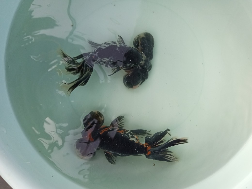 金魚小店 金魚小店 龍魚論壇 第3張