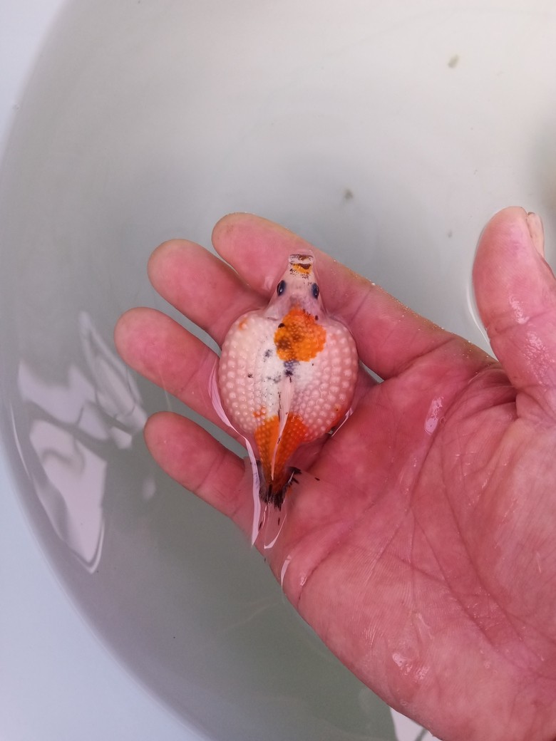 金魚小店 金魚小店 龍魚論壇 第4張