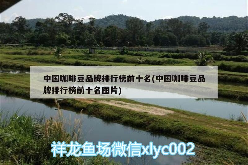 中國咖啡豆品牌排行榜前十名(中國咖啡豆品牌排行榜前十名圖片) 中國咖啡豆品牌排行榜前十名(中國咖啡豆品牌排行榜前十名圖片) 馬來西亞咖啡