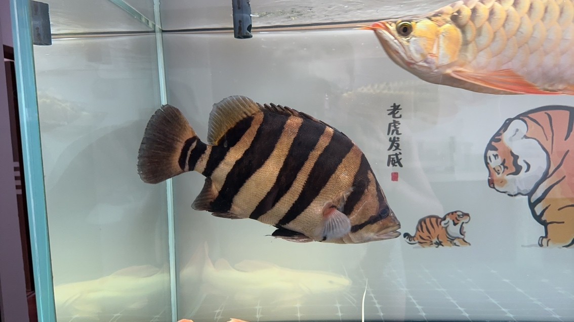 哎，八月，一地雞毛