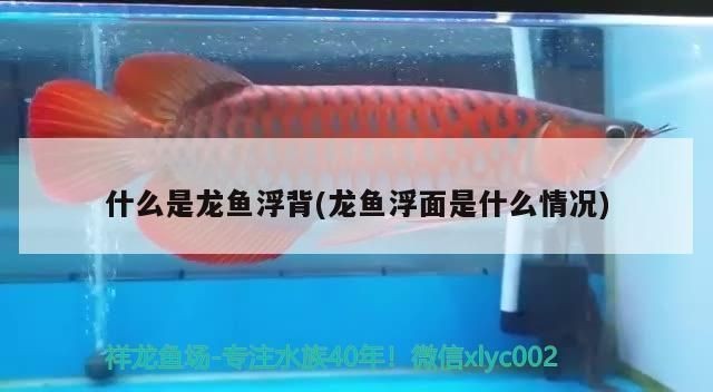 紅龍魚浮背是什么原因：紅龍魚浮背可能由以下幾個原因引起紅龍魚浮背的原因