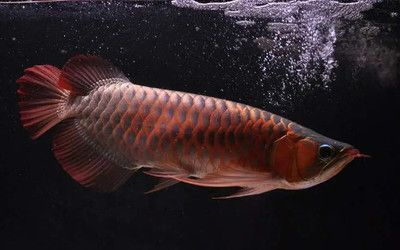 紅龍魚浮背是什么原因：紅龍魚浮背可能由以下幾個原因引起紅龍魚浮背的原因