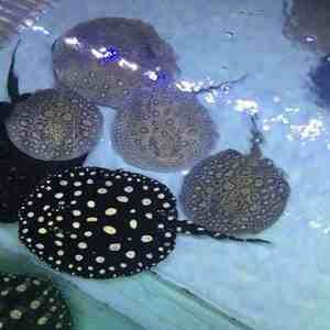 黑金魟魚多少錢：黑金魟魚多少錢一只