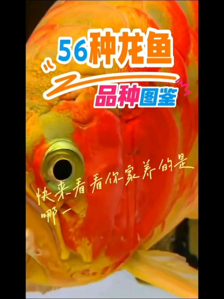 56種龍魚品種圖鑒大全 56種龍魚品種圖鑒大全 龍魚論壇
