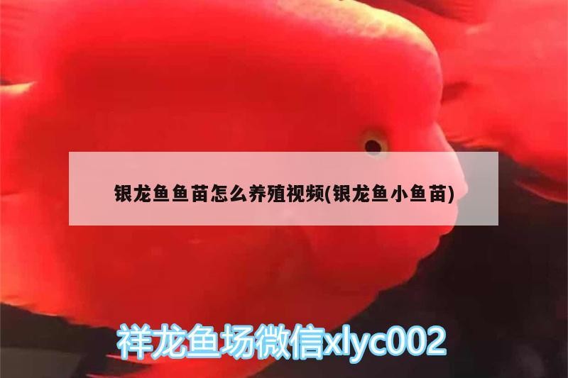 銀龍魚魚苗怎么養殖視頻(銀龍魚小魚苗)