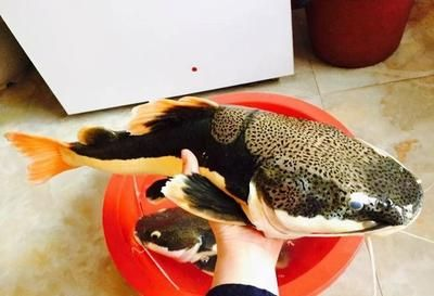 虎魚可以多久不吃東西會餓死：虎魚可以多久不吃東西