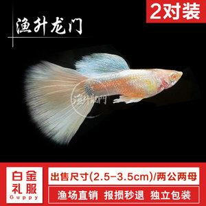 淡水魚苗（淡水魚苗的養(yǎng)殖技術(shù)） 淡水魚苗（淡水魚苗的養(yǎng)殖技術(shù)） 博特水族 第1張