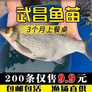 淡水魚苗（淡水魚苗的養(yǎng)殖技術(shù)） 淡水魚苗（淡水魚苗的養(yǎng)殖技術(shù)） 博特水族 第3張