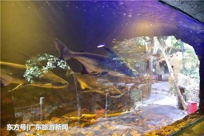清遠水族館vs祥龍魚場（探討清遠水族館與祥龍魚場之間的差異之前需要明確兩者的基本信息和業務范圍）