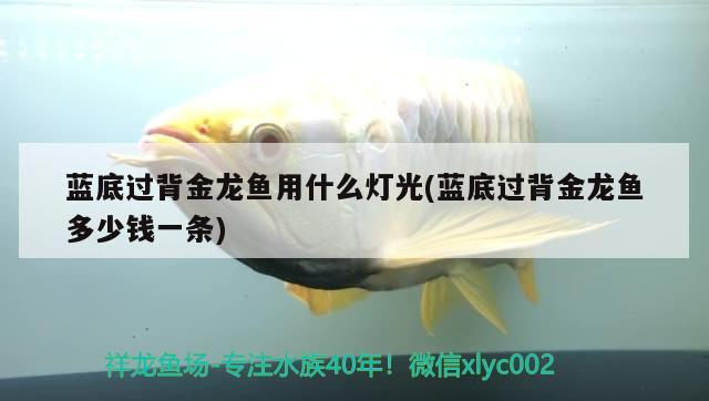 藍底過背金龍魚用什么燈光(藍底過背金龍魚多少錢一條)