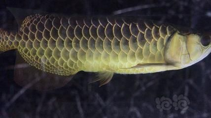 古典過背金龍魚的特點是什么呢：古典過背金龍魚的主要特點