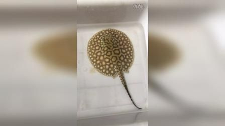 黑金魟魚繁殖后代開口食物選擇：黑金魟魚幼魚開口食物的選擇和注意事項 黑金魟魚繁殖后代開口食物選擇：黑金魟魚幼魚開口食物的選擇和注意事項 魟魚百科 第3張