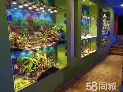 大型生態(tài)魚缸造景墻設(shè)計(jì)效果圖：大型生態(tài)魚缸造景墻設(shè)計(jì)需要考慮到大型生態(tài)魚缸形狀和造景動(dòng)態(tài)