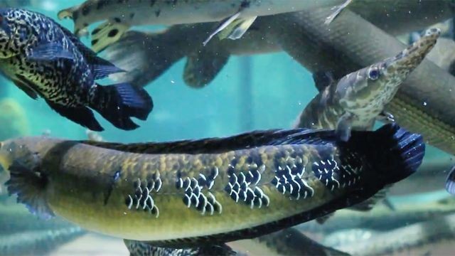 西寧市城西區(qū)潭水秀生態(tài)水族館（西寧市城西區(qū)潭水秀生態(tài)水族館電話(huà)） 西寧市城西區(qū)潭水秀生態(tài)水族館（西寧市城西區(qū)潭水秀生態(tài)水族館電話(huà)） 全國(guó)水族館企業(yè)名錄 第2張