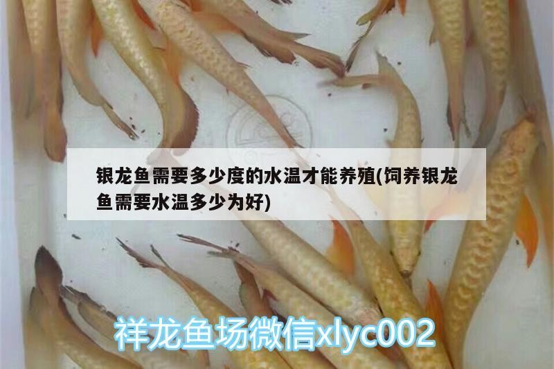 銀龍魚需要多少度的水溫才能養殖(飼養銀龍魚需要水溫多少為好)