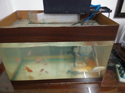 1.8米魚缸養多少條七彩鯉魚