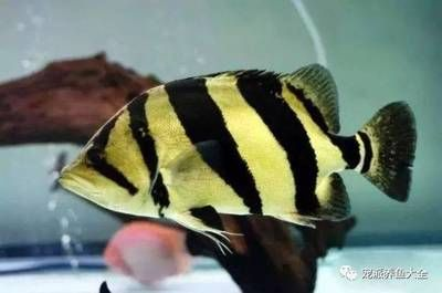 虎魚變色是什么原因：虎魚變色是一個多因素的結(jié)果，