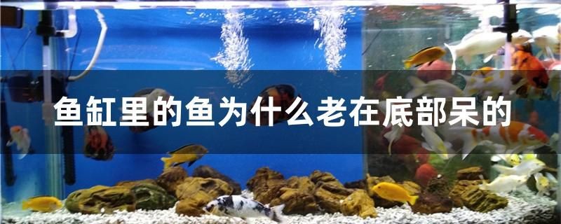 魚缸里的魚為什么老在底部呆的