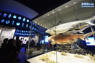 盤錦水族館vs祥龍魚場（盤錦水族館和祥龍魚場哪個好）
