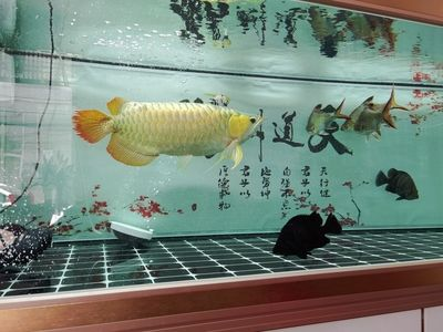 盤錦水族館vs祥龍魚場（盤錦水族館和祥龍魚場哪個好）