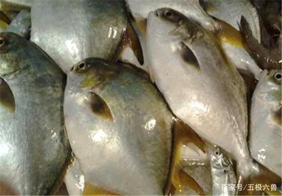黑金魟魚繁殖后的營(yíng)養(yǎng)補(bǔ)充方案：黑金魟魚繁殖后的營(yíng)養(yǎng)補(bǔ)充方案旨在優(yōu)化其養(yǎng)殖過(guò)程