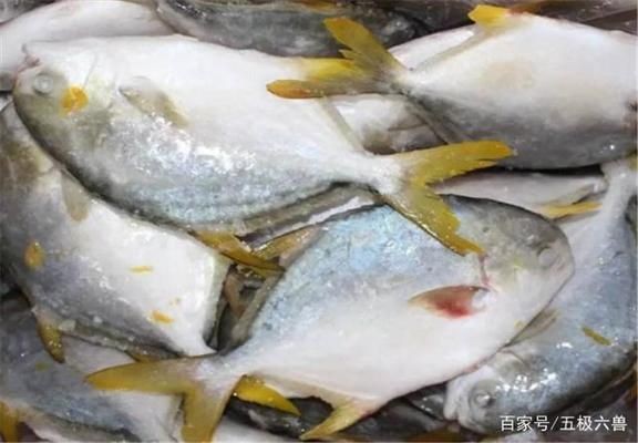 黑金魟魚繁殖后的營(yíng)養(yǎng)補(bǔ)充方案：黑金魟魚繁殖后的營(yíng)養(yǎng)補(bǔ)充方案旨在優(yōu)化其養(yǎng)殖過(guò)程