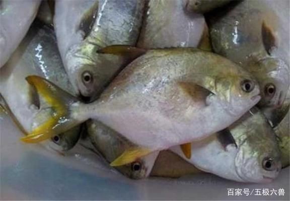 黑金魟魚繁殖后的營(yíng)養(yǎng)補(bǔ)充方案：黑金魟魚繁殖后的營(yíng)養(yǎng)補(bǔ)充方案旨在優(yōu)化其養(yǎng)殖過(guò)程
