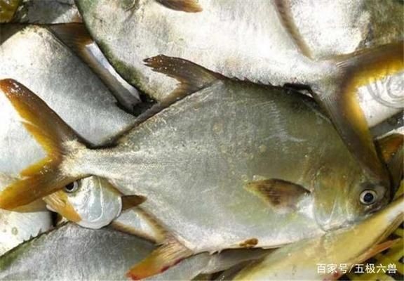 如何區分脂肪堆積型和感染型掉眼，脂肪堆積型和感染型掉眼哪個更常見脂肪堆積型掉眼哪個更常見