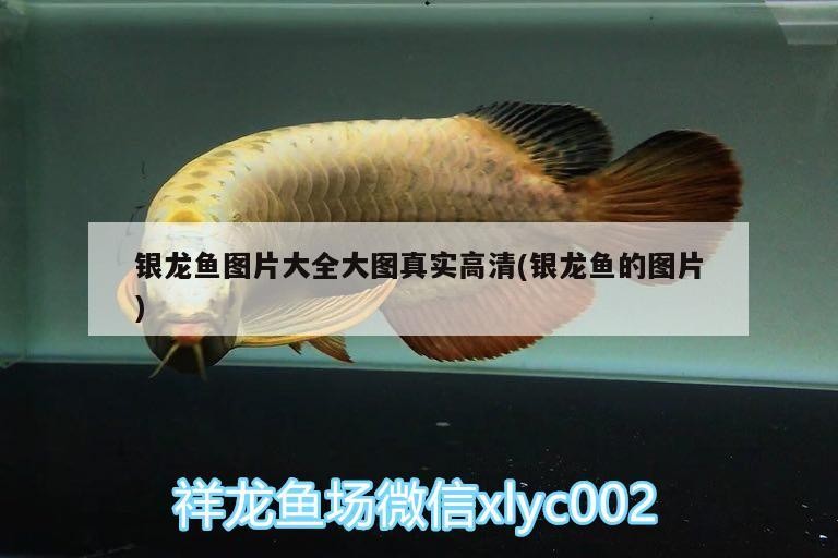 銀龍魚圖片大全大圖真實(shí)高清(銀龍魚的圖片)