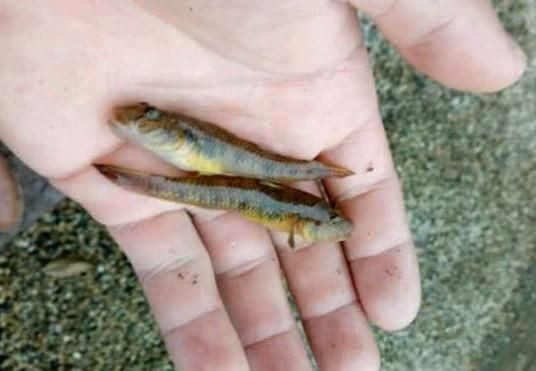 虎魚(yú)的營(yíng)養(yǎng)價(jià)值及功效：虎魚(yú)的營(yíng)養(yǎng)價(jià)值與功效 虎魚(yú)的營(yíng)養(yǎng)價(jià)值及功效：虎魚(yú)的營(yíng)養(yǎng)價(jià)值與功效 虎魚(yú)百科 第1張