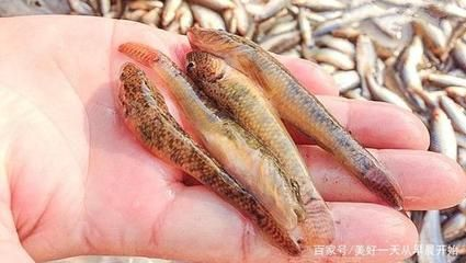 虎魚(yú)的營(yíng)養(yǎng)價(jià)值及功效：虎魚(yú)的營(yíng)養(yǎng)價(jià)值與功效 虎魚(yú)的營(yíng)養(yǎng)價(jià)值及功效：虎魚(yú)的營(yíng)養(yǎng)價(jià)值與功效 虎魚(yú)百科 第3張