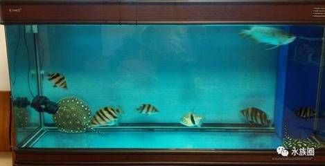 印虎魚怎么讓它白天變明：印尼虎魚體色變化主要受到以下幾個因素的影響，印尼虎魚白天變明