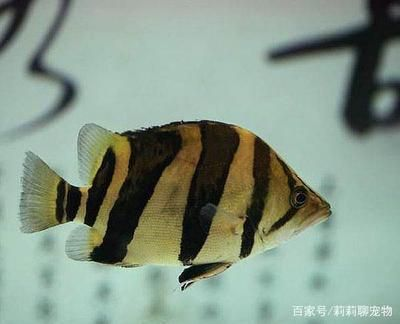 印虎魚怎么讓它白天變明：印尼虎魚體色變化主要受到以下幾個因素的影響，印尼虎魚白天變明