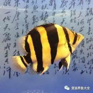 印虎魚怎么讓它白天變明：印尼虎魚體色變化主要受到以下幾個因素的影響，印尼虎魚白天變明