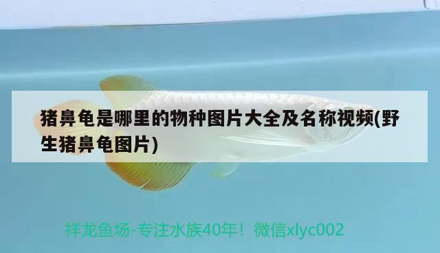豬鼻龜是哪里的物種圖片大全及名稱視頻(野生豬鼻龜圖片)