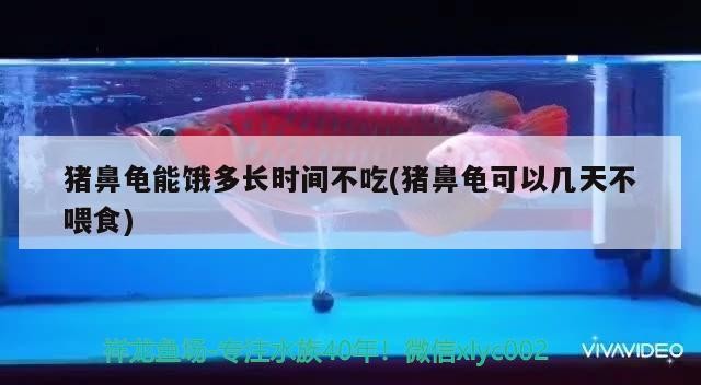 豬鼻龜能餓多長時(shí)間不吃(豬鼻龜可以幾天不喂食)