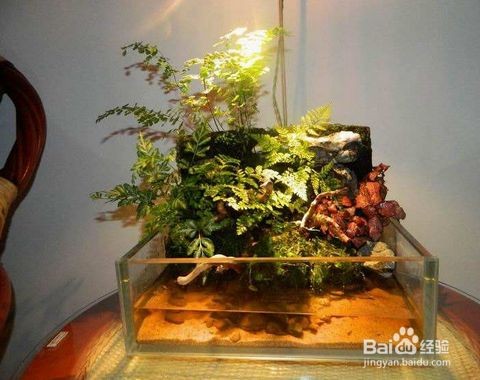 別人家的舊魚缸可以用嗎：別人家的舊魚缸可以用嗎？ 別人家的舊魚缸可以用嗎：別人家的舊魚缸可以用嗎？ 魚缸百科 第1張