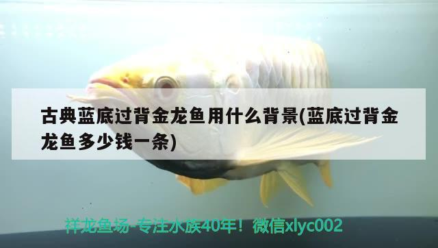古典藍底過背金龍魚用什么背景(藍底過背金龍魚多少錢一條)